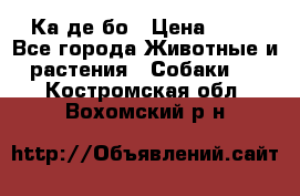 Ка де бо › Цена ­ 25 - Все города Животные и растения » Собаки   . Костромская обл.,Вохомский р-н